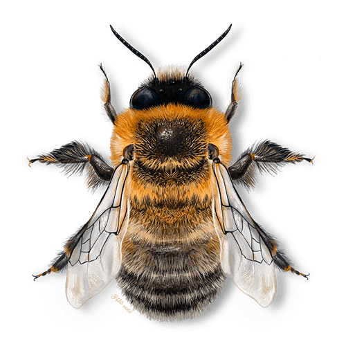 Alagoas Brancas - Anthophora hispanica de Davina Falc&atilde;o