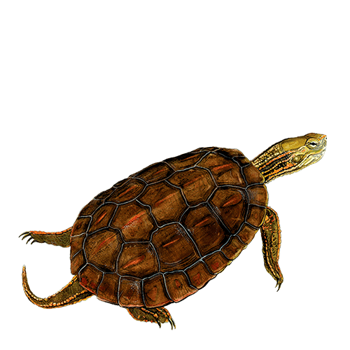 AlagoasBrancas - Cágado-mediterrânico de Pedro T. Tavares