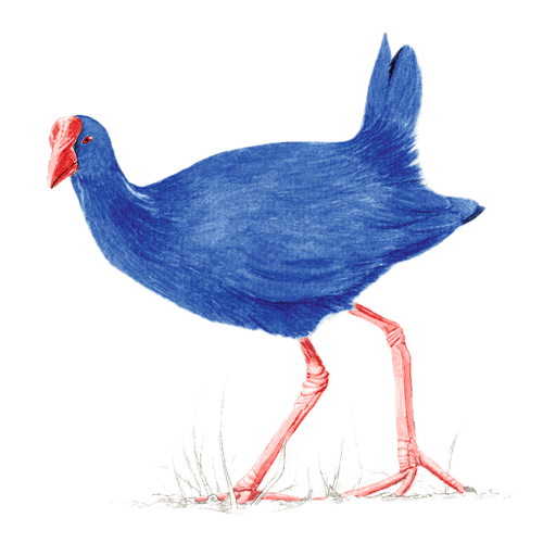 Alagoas Brancas - Caim&atilde;o de Paula Gaspar