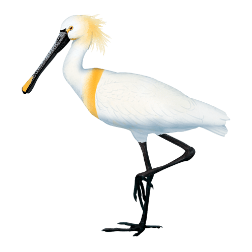 Alagoas Brancas - Colhereiro de Jo&atilde;o T. Tavares