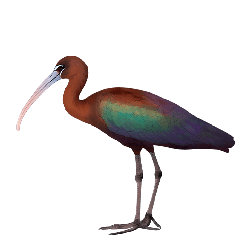 Alagoas Brancas - Ibis-preta de Jo&atilde;o T. Tavares