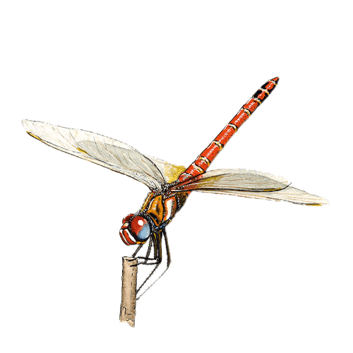 Alagoas Brancas - Lib&eacute;lula-de-nervuras-vermelhas de Paula Gaspar