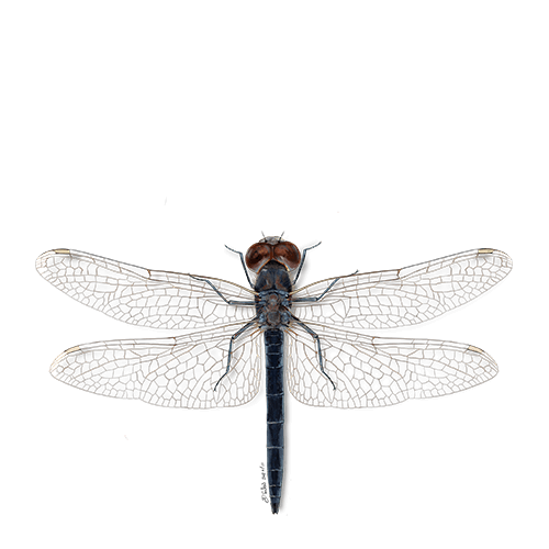 Alagoas Brancas - Lib&eacute;lula-preta-do-Algarve de Davina Falc&atilde;o