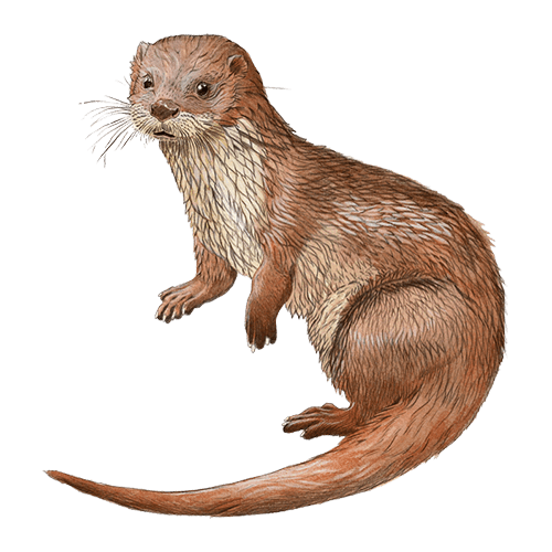 Alagoas Brancas - Lontra de Jo&atilde;o T. Tavares