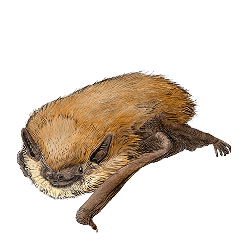 Alagoas Brancas - Morcego de Jo&atilde;o T. Tavares