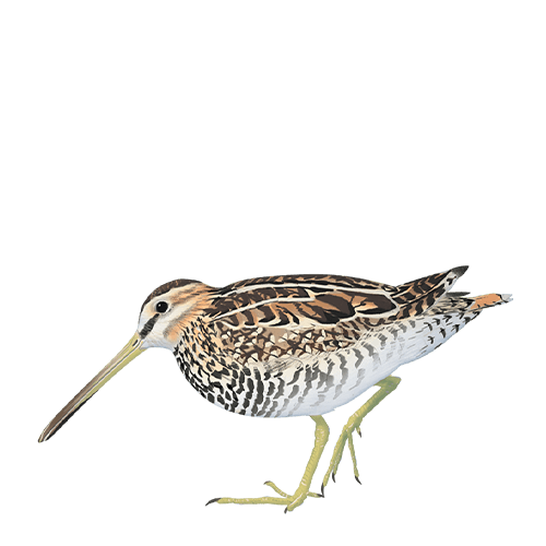 Alagoas Brancas - Narceja de Jo&atilde;o T. Tavares