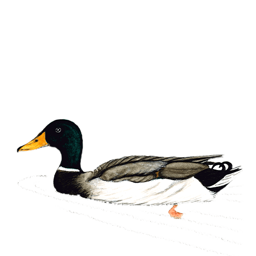 Alagoas Brancas - Pato Real de Jo&atilde;o T. Tavares