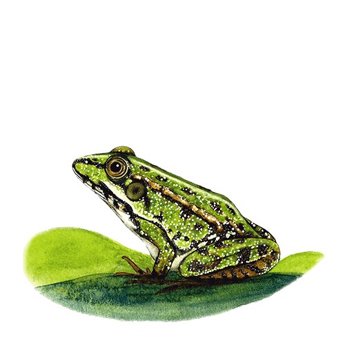 AlagoasBrancas - Rá-verde de Paula Gaspar