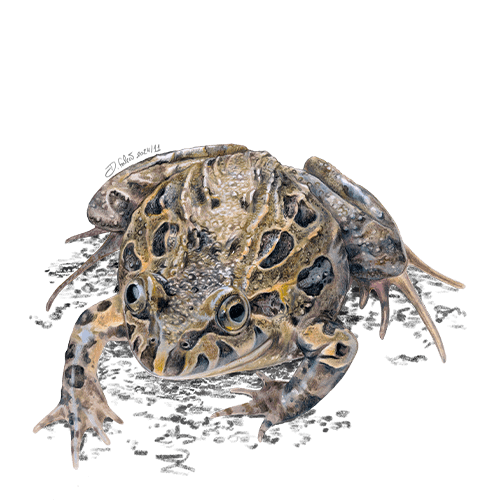 AlagoasBrancas - Rá-de-focinho-pontiagudo de Davina Falcão