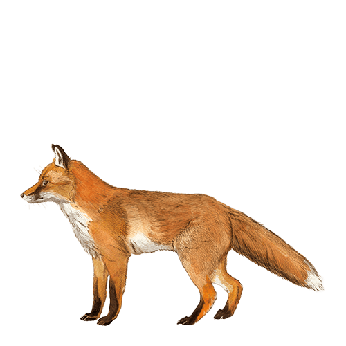 Alagoas Brancas - Raposa de Jo&atilde;o T. Tavares