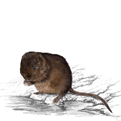 Alagoas Brancas - Rato-de-&aacute;gua de Davina Falc&atilde;o