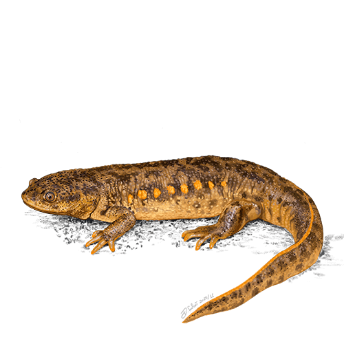 AlagoasBrancas - Salamandra-de-costas-salientes de Davina Falcão