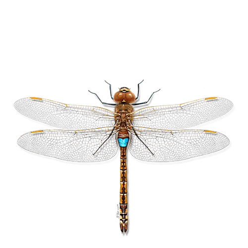 Alagoas Brancas - Tira-olhos migrador de Davina Falc&atilde;o